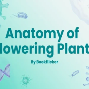 Anatomy of Flowering Plants - Class 11 CBSE Biology Notes in English