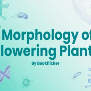Morphology of Flowering Plants - Class 11 CBSE Biology Notes in English
