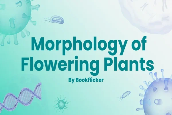 Morphology of Flowering Plants - Class 11 CBSE Biology Notes in English