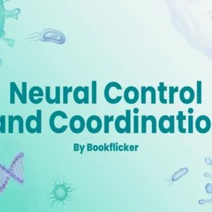 Neural Control and Coordination - Class 11 CBSE Biology Notes in English