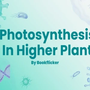 Photosynthesis in Higher Plants - Class 11 CBSE Biology Notes in English