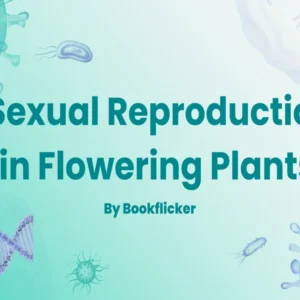 Sexual Reproduction in Flowering Plants - Class 12 CBSE Biology Notes in English